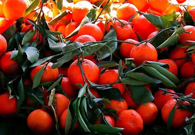 Mandalina Suyunun Tedavi Edici Ozellikleri